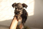 Mka Salt/pepper Miniature Schnauzer - Schnauzer Dog