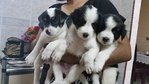 Cattle Dog Puppy 1 - Cattle Dog + Corgi Dog