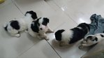 Cattle Dog Puppy 1 - Cattle Dog + Corgi Dog