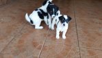 Cattle Dog Puppy 1 - Cattle Dog + Corgi Dog