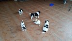 Cattle Dog Puppy 1 - Cattle Dog + Corgi Dog