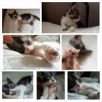 -betina  Mix Persian - Persian + Domestic Short Hair Cat