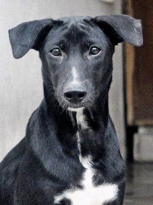 ♥ Prada &amp; Louis ♥ - Labrador Retriever Mix Dog