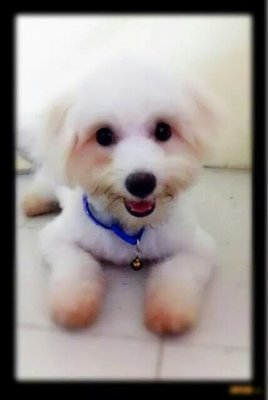 Lucky - Maltese Dog