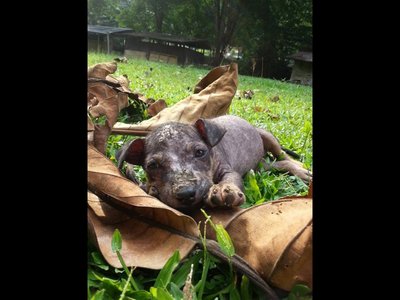 Tita - Mixed Breed Dog