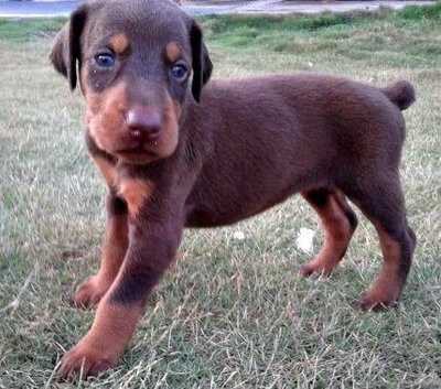 Doberman - Doberman Pinscher Dog