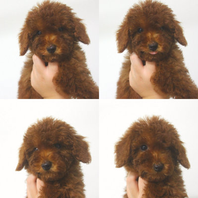 [Fb 20k Likes Promo] Red Toy Poodle - Poodle Dog