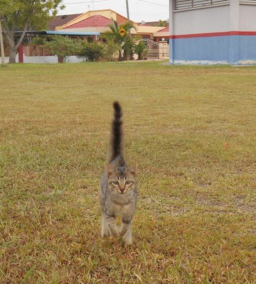 Maru - Domestic Short Hair Cat