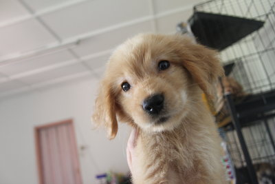 Golden Retriever Puppy - Golden Retriever Dog