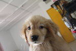 Golden Retriever Puppy - Golden Retriever Dog