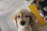 Golden Retriever Puppy - Golden Retriever Dog