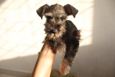 Mka Salt/pepper Miniature Schnauzer - Schnauzer Dog