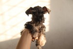 Mka Salt/pepper Miniature Schnauzer - Schnauzer Dog