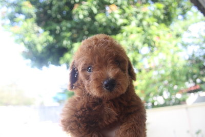 Red Toy Poodle - Poodle Dog