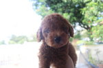 Red Toy Poodle - Poodle Dog