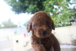 Red Toy Poodle - Poodle Dog