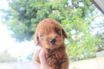 Red Toy Poodle - Poodle Dog