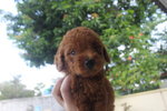 Red Toy Poodle - Poodle Dog