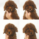 Super Red Toy Poodle - Poodle Dog