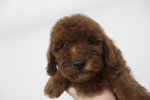 Super Red Toy Poodle - Poodle Dog