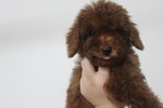 Super Red Toy Poodle - Poodle Dog