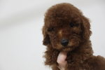 Super Red Toy Poodle - Poodle Dog