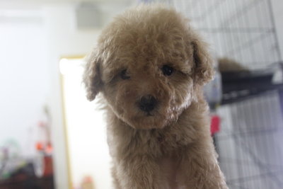 Latte Colour Tiny Poodle - Poodle Dog