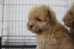 Latte Colour Tiny Poodle - Poodle Dog