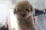 Latte Colour Tiny Poodle - Poodle Dog