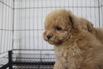 Latte Colour Tiny Poodle - Poodle Dog