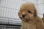 Latte Colour Tiny Poodle - Poodle Dog