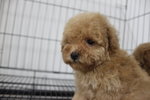 Latte Colour Tiny Poodle - Poodle Dog