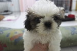 Mini Shih Tzu Puppy - Shih Tzu Dog