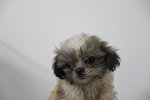 Mini Shih Tzu Puppy - Shih Tzu Dog