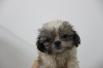 Mini Shih Tzu Puppy - Shih Tzu Dog