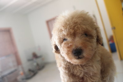 Apricot Tiny Poodle Puppy - Poodle Dog