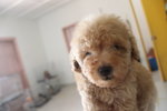 Apricot Tiny Poodle Puppy - Poodle Dog