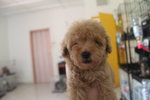 Apricot Tiny Poodle Puppy - Poodle Dog