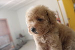 Apricot Tiny Poodle Puppy - Poodle Dog