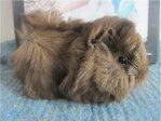 Lovely Guinea Pig - Guinea Pig Small & Furry