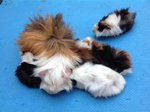 Lovely Guinea Pig - Guinea Pig Small & Furry