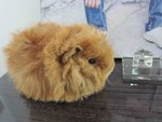 Lovely Guinea Pig - Guinea Pig Small & Furry