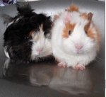 Lovely Guinea Pig - Guinea Pig Small & Furry