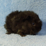 Lovely Guinea Pig - Guinea Pig Small & Furry