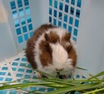 Lovely Guinea Pig - Guinea Pig Small & Furry