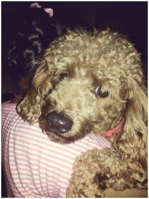 PF58929 - Poodle Dog