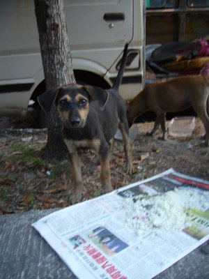 Van Pups  - Mixed Breed Dog