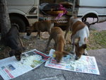 pups photo 5