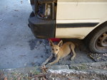 Van dog 2 (female-yellow)