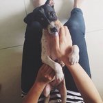 Baby - Mixed Breed Dog